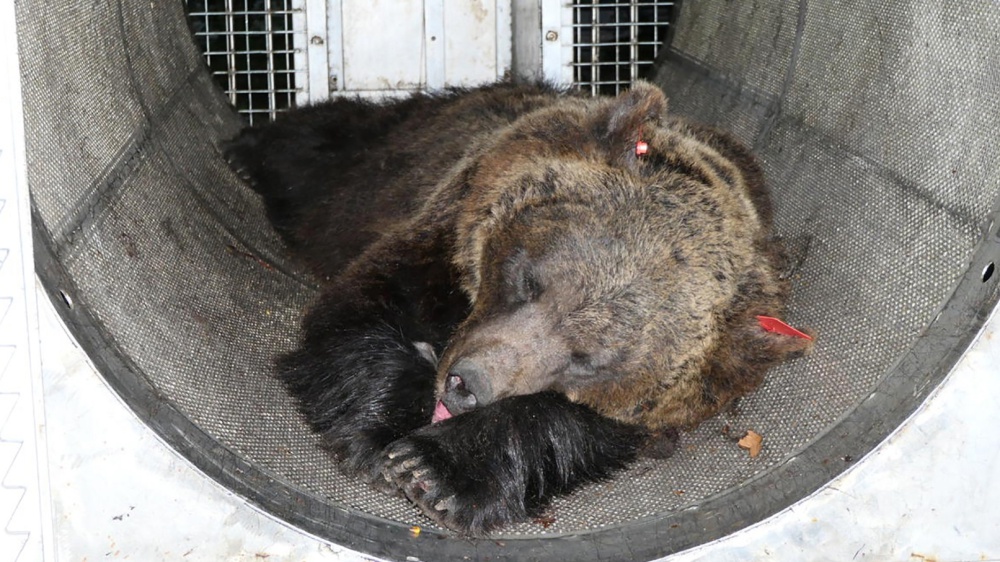 Catturata in Trentino l'orsa JJ4, aggredì e uccise il runner ventiseienne Andrea Papi
