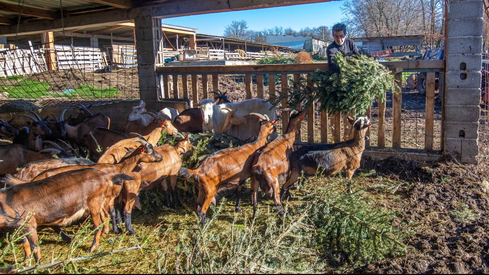 Cento pastori dal Kirghizistan per salvare gli allevamenti sardi