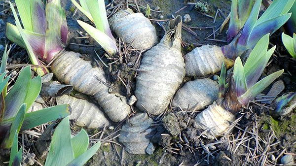 Gli uomini cuociono bulbi e tuberi da 170mila anni