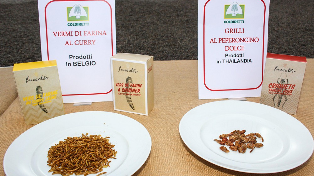 Dall’Efsa il primo sì agli insetti nel piatto, ma la maggioranza degli italiani boccia l’idea