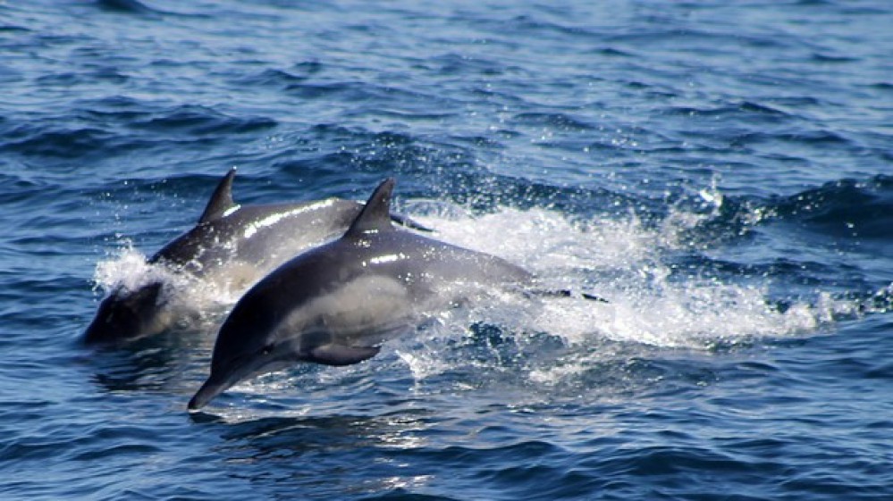 Delfini, a Riccione uno studio per salvare i cetacei che finiscono nelle reti dei pescatori