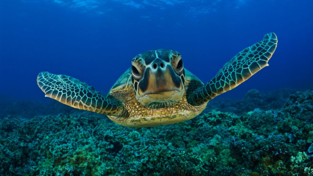 Droni e app per proteggere tartarughe nel Mediterraneo