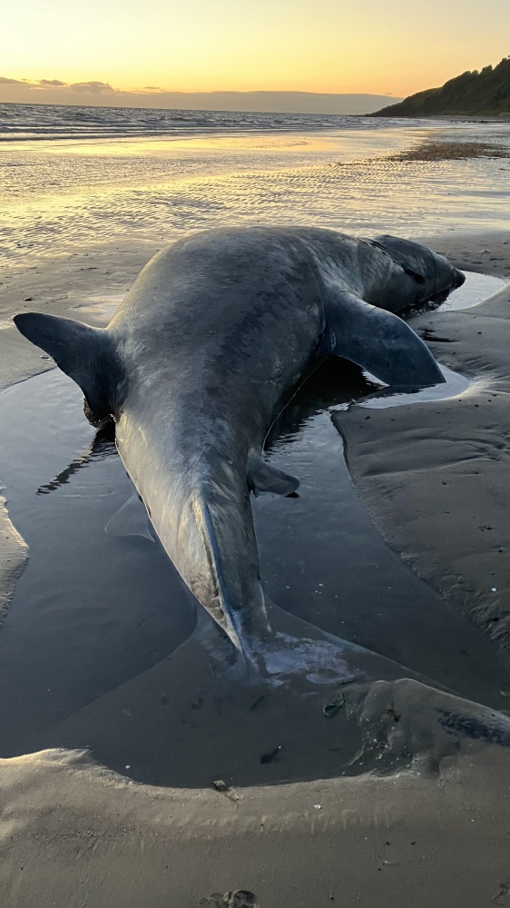 Due turisti italiani aggrediti da uno squalo nel Mar Rosso; uno è morto, l'altro è ferito