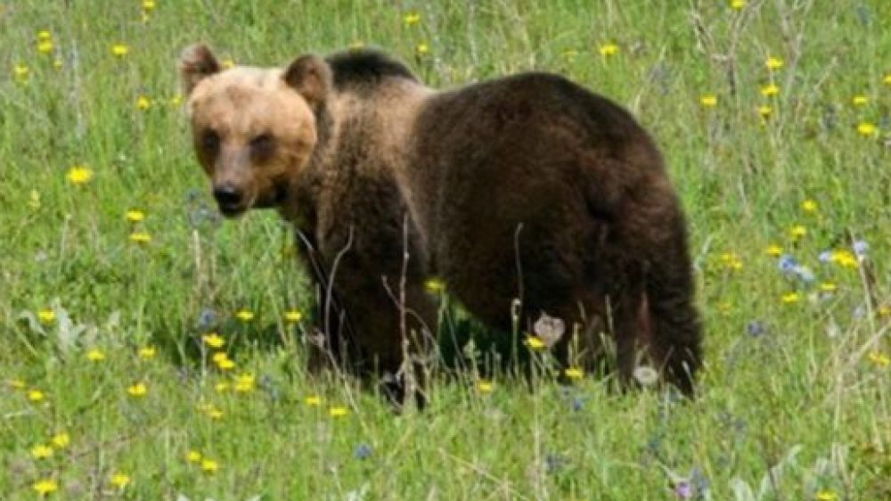 Trentino, è stato catturato l'orso M49 fuggito