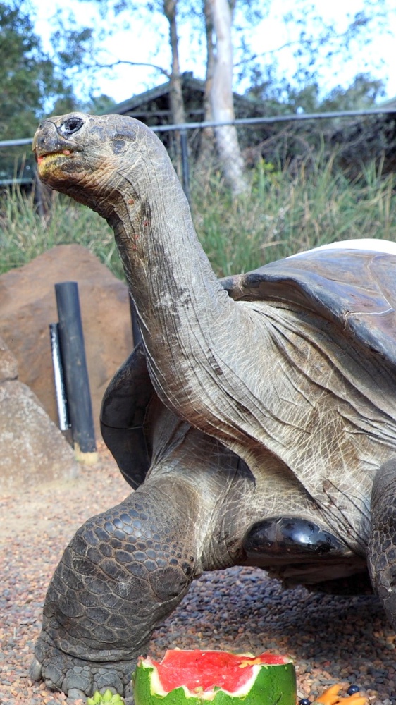 Empoli . a spasso in centro una pericosa tartaruga azzannatrice, presa in consegna dal wwf