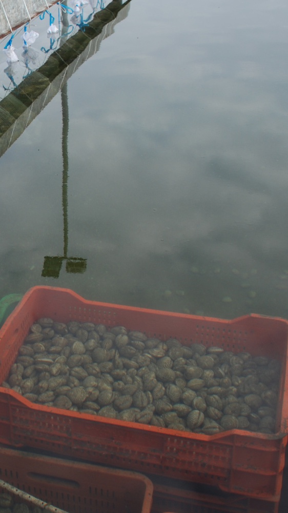 Epatite A a Napoli, allarme dell'Asl per la diffusione del virus, ordinanza del sindaco Manfredi