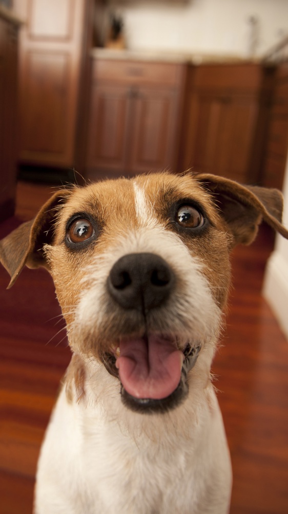 Estate in viaggio con cani e gatti, i consigli per una vacanza sicura