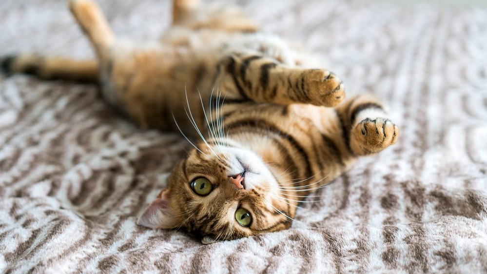 Festa nazionale del gatto: perché e quando si festeggiano i felini “dalle sette vite” in Italia e nel mondo