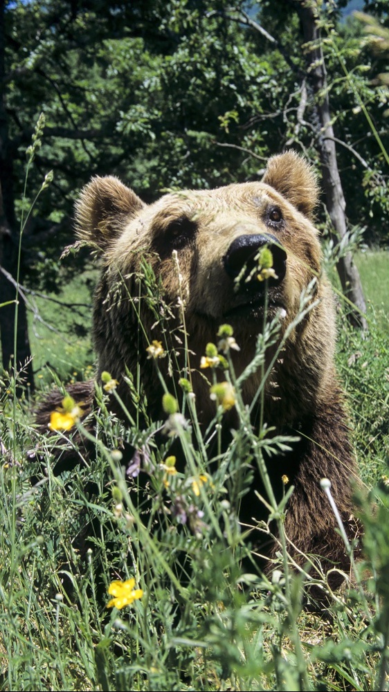 Giornata Biodiversità, il Wwf lancia il corso di Biologia della conservazione