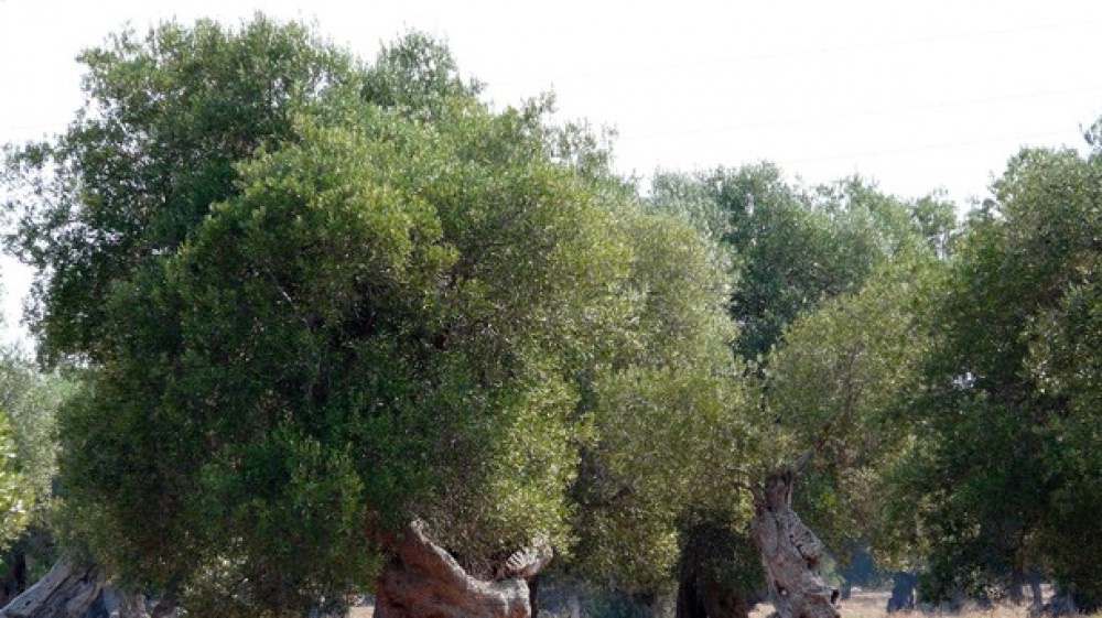 Giornata mondiale degli ulivi, si celebra e si festeggia una pianta "sacra", mentre milioni di alberi sono a rischio in Italia