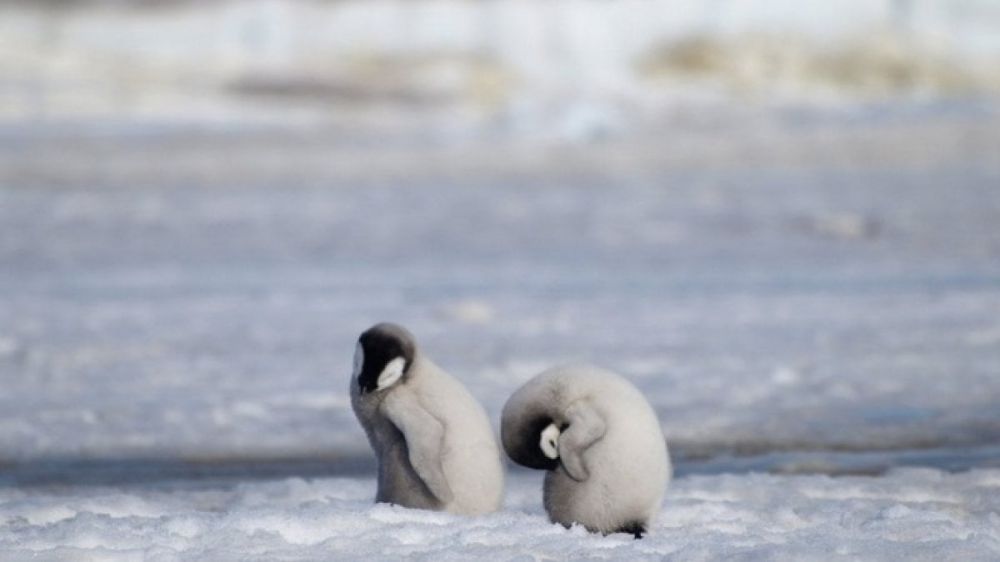 Greenpeace, calo fino al 77% delle colonie di pinguini in Antartide