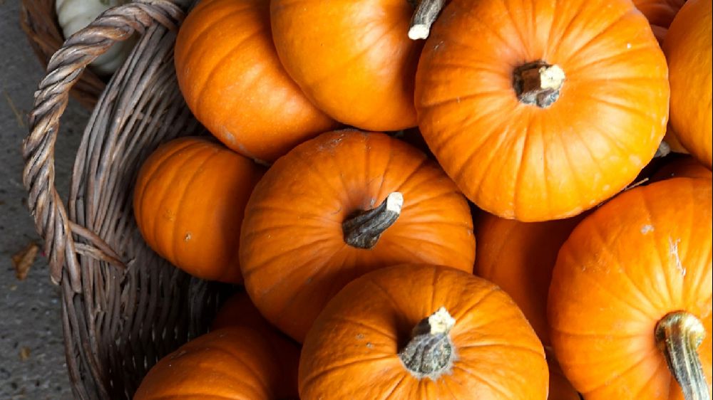 Halloween, clima impazzito riduce la raccolta delle zucche