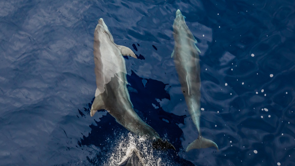 I delfini hanno una rete sociale molto simile a quella umana, lo mette in evidenza uno studio