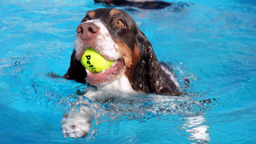 i fuochi d'artificio, come aiutare i nostri cani a superare indenni la notte di San Silvestro