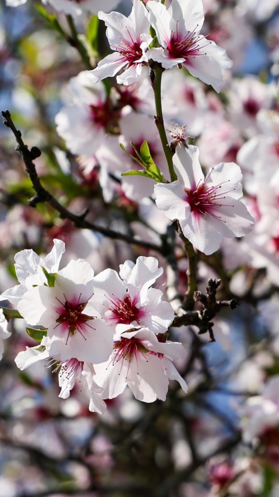 "I giorni della vecchia" dal 29 al 31 marzo: i tre giorni più freddi della primavera