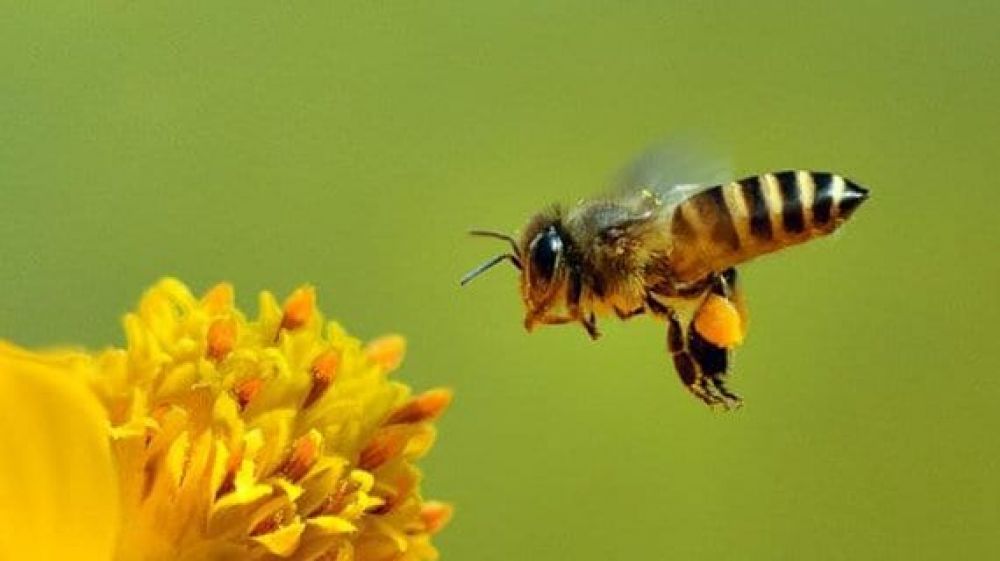 Il caldo risveglia 50 mld di api con un mese di anticipo