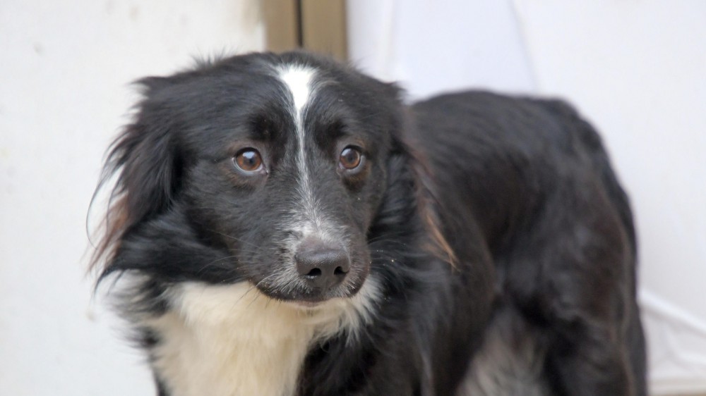 Il cane lo aspetta davanti a casa da due mesi, il padrone è ricoverato in ospedale per il covid