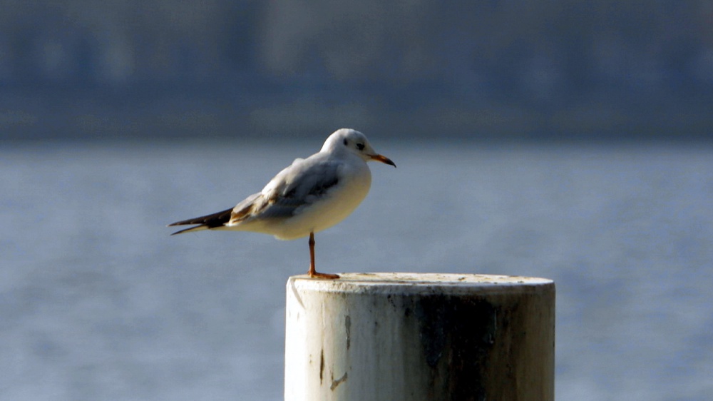 Il gabbiano sghignazzante: una specie di volatile rarissima, avvistata in provincia di Grosseto