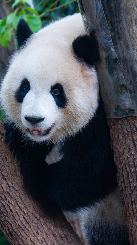 In Cina allo zoo i cani sono dipinti da panda, tra video virali e polemiche per la salute degli animali