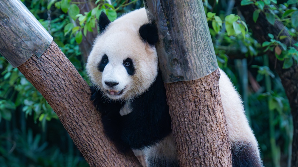 In Cina allo zoo i cani sono dipinti da panda, tra video virali e polemiche per la salute degli animali