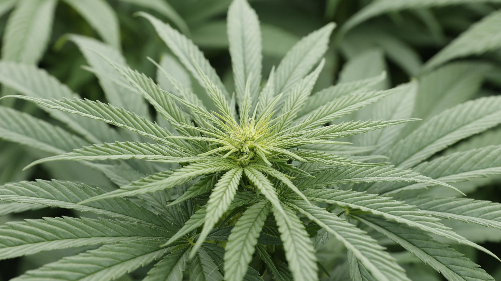 In Lussemburgo diventa legale la coltivazione della Cannabis. È il primo Paese in Europa