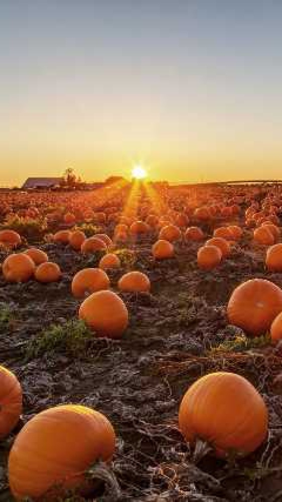 In uno studio di Coldiretti la nuova tendenza per Halloween 2025, è boom dello zuccaturismo