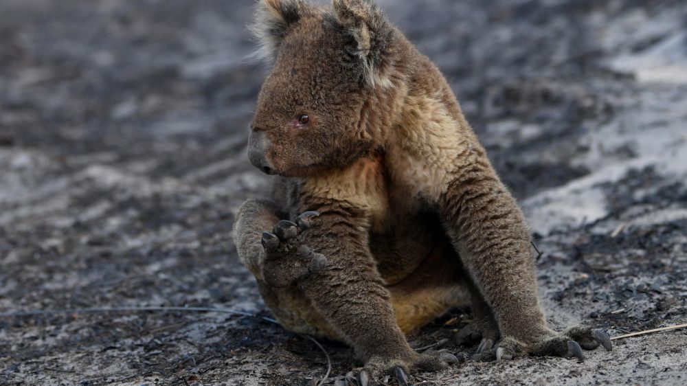 Incendi Australia, WWF, oltre un miliardo di animali morti nei roghi