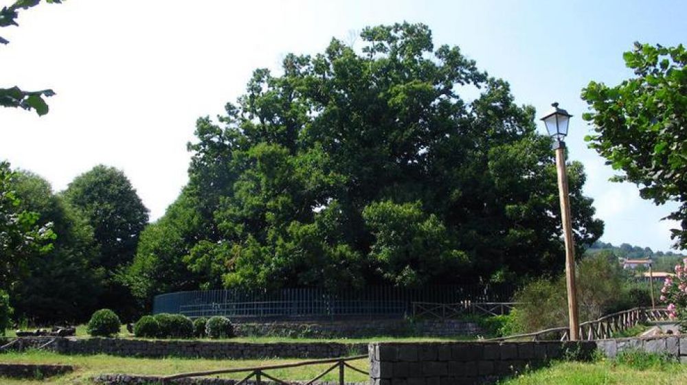 L'elenco Alberi monumentali sbarca su Google Maps