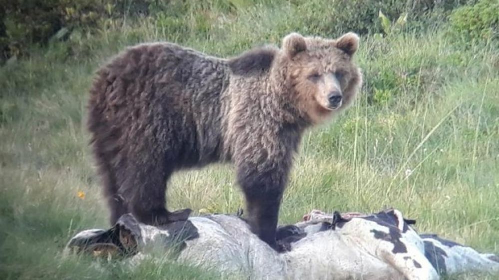 L'orso M49 fuggito nuovamente dal recinto del Casteller, ministro Costa: "Deve vivere"