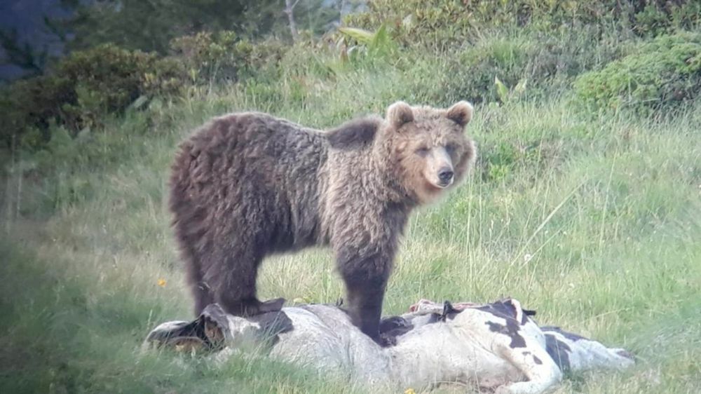 L'orso M49 va in letargo, continuano le ricerche