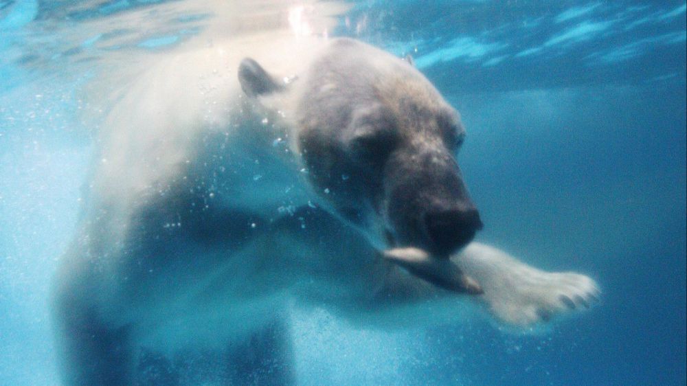 Le conseguenze del riscaldamento climatico, gli animali artici cambiano le loro abitudini