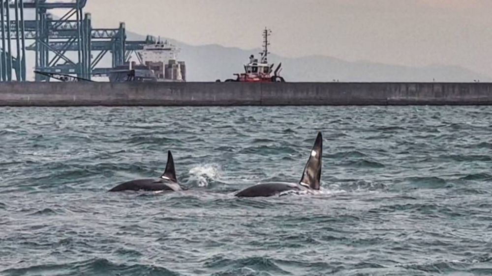 Le orche hanno lasciato Genova, vanno verso ovest