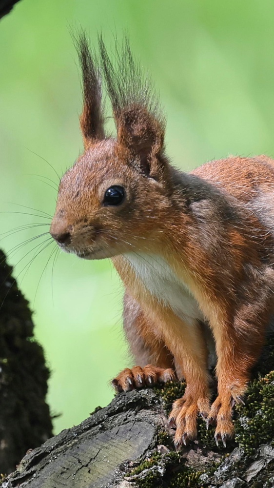 Lo strano fenomeno degli scoiattoli che fumano sigarette elettroniche