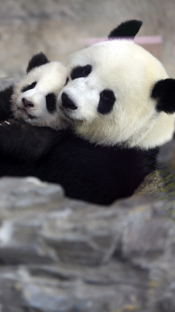 Lo zoo di Berlino festeggia la nascita dei gemellini di panda. Sono i primi a nascere nel parco dal 2019