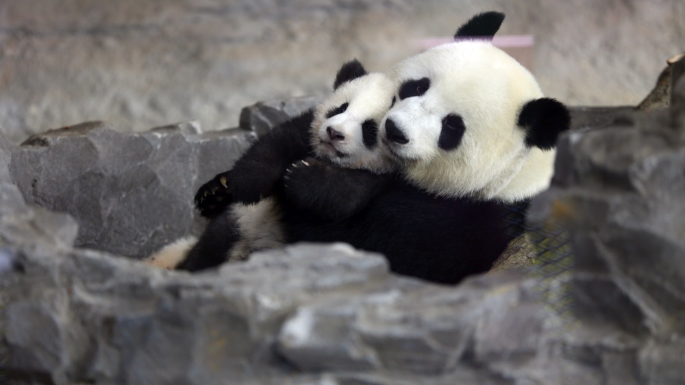 Lo zoo di Berlino festeggia la nascita dei gemellini di panda. Sono i primi a nascere nel parco dal 2019