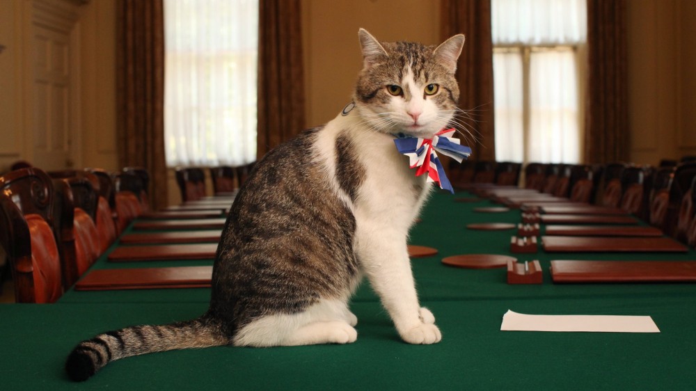 Londra, il gatto Larry festeggia 10 anni a Downing Street e batte ogni record, superato anche Winston Churchill