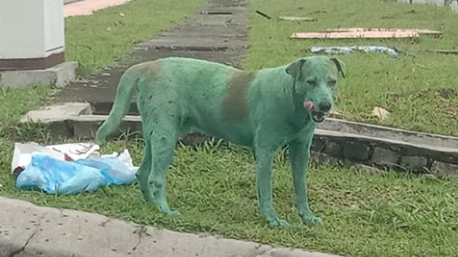 Malesia, cane ricoperto di vernice verde, le immagini che fanno indignare