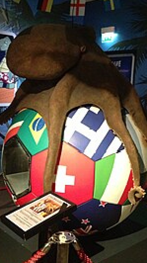Mondiali di calcio: stasera Spagna - Capo Verde. Vi ricordate il polpo Paul nel 2010? Ecco cosa c'è da sapere