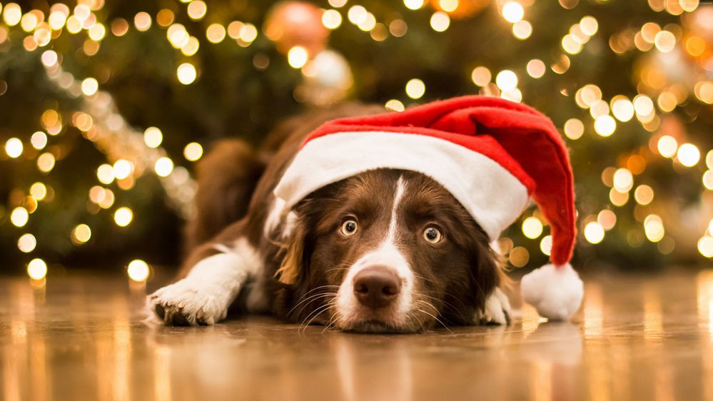 Natale, tra i Millennials spopola il Pet Christmas