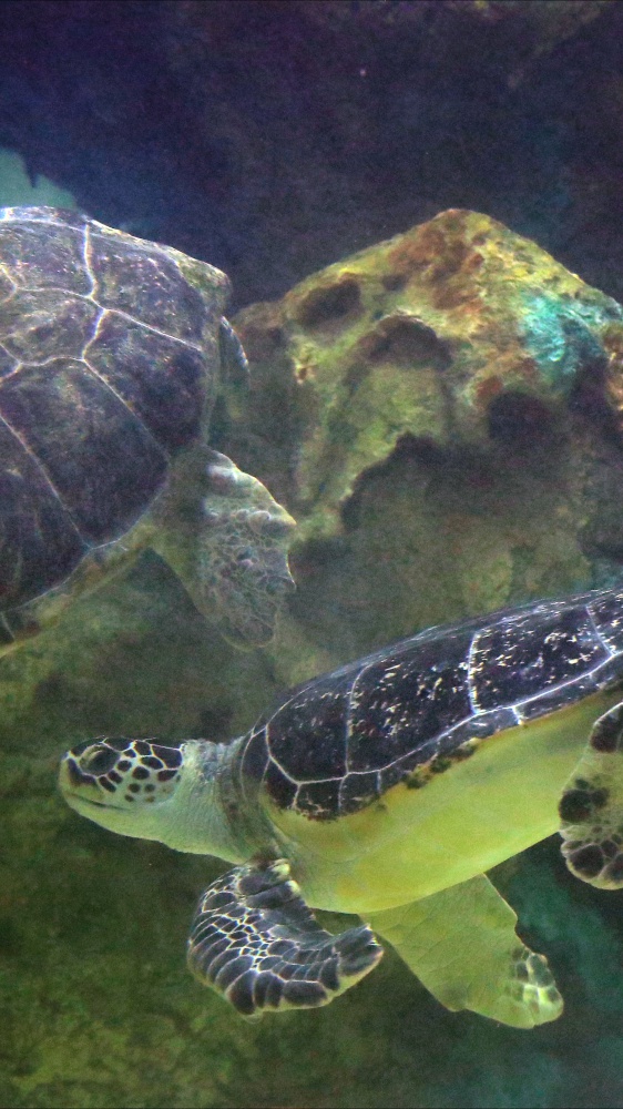 Oggi è il World Turtle Day. Un viaggio nel mondo delle tartarughe e una giornata per ricordare che vanno protette