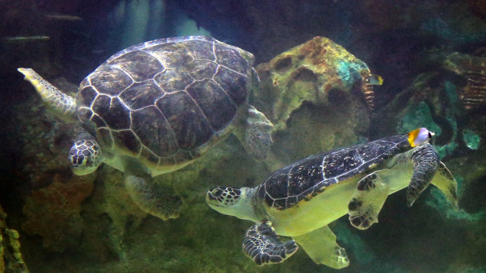 Oggi è il World Turtle Day. Un viaggio nel mondo delle tartarughe e una giornata per ricordare che vanno protette