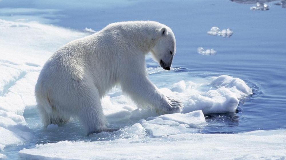 Oggi è la giornata mondiale dell'orso polare