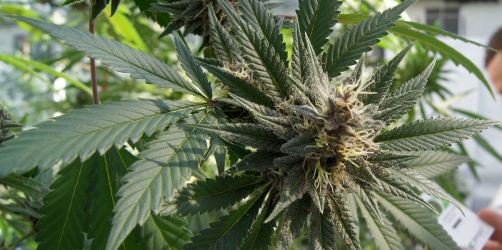 Marijuana legale negli Usa, l'onda verde avanza e sfonda per la prima volta  nel midwest