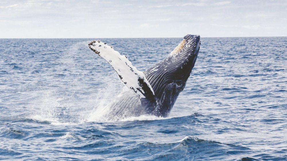 Oggi è la giornata mondiale delle balene
