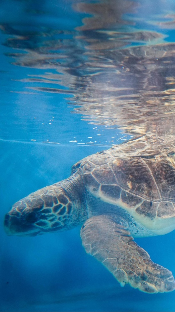Oggi è la Giornata mondiale delle tartarughe marine: animali speciali, minacciati dall'inquinamento dei mari