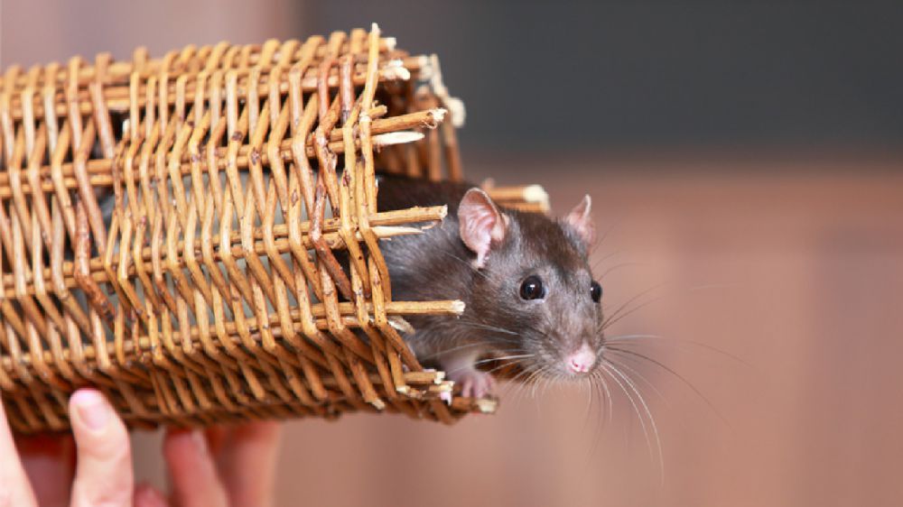 Più sani e longevi i topi con cromosomi anti-invecchiamento