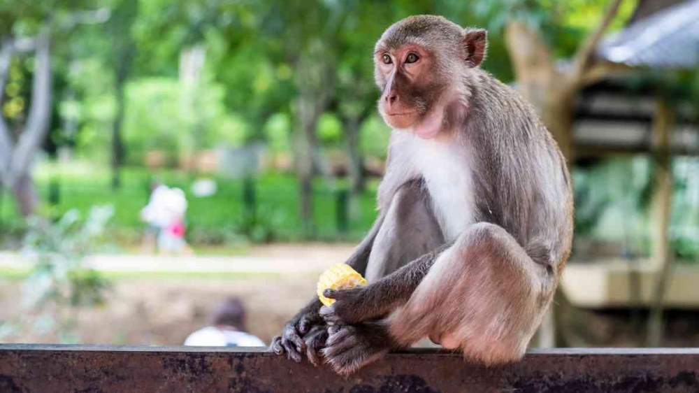 Primi casi in Italia di vaiolo delle scimmie, già diffuso in Europa. Ma cos'è il vaiolo delle scimmie?