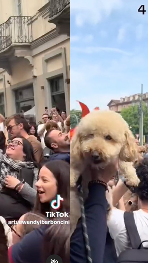 Quali sono gli animali domestici più diffusi? Ecco cosa dice l'ultimo studio