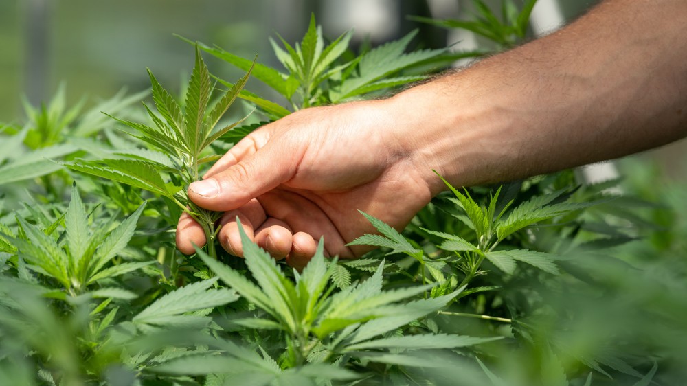 Raggiunte le 500mila firme per il referendum sulla Cannabis legale