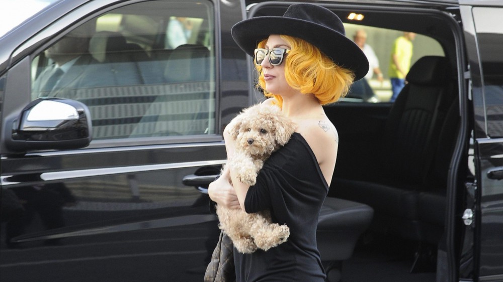 Rapiti a Hollywood due amati bulldog di Lady Gaga, ferito il dog sitter, lei si trova a Roma per lavoro